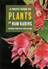Image of A PHOTO GUIDE TOPLANTS OF NAM KADING